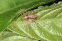 Philodromus_aureolus_D4887_Z_90_Les Gris_Frankrijk
